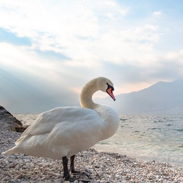 Lake Garda Swan